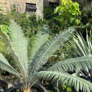 Cycas Calcicola