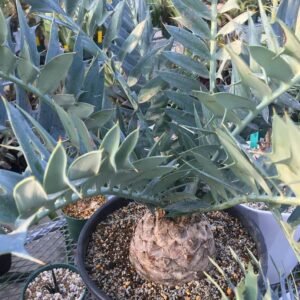 Encephalartos Arenarius