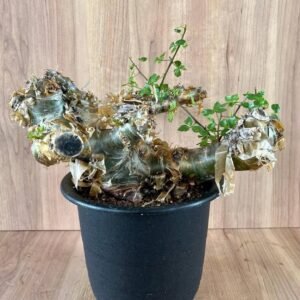 Kommiphora namibensis