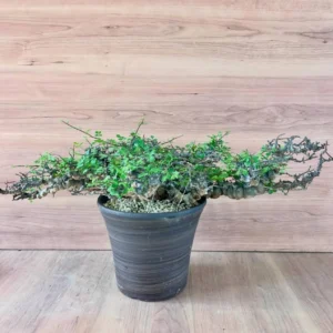 Commiphora Eyl