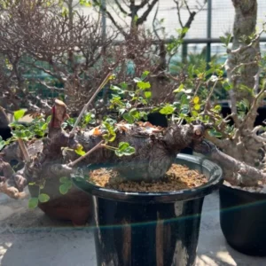 commiphora boranensis