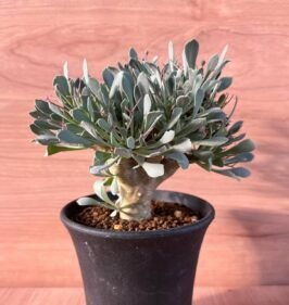 Othanna euphorbioides