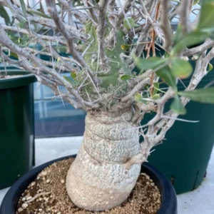 fourquieria columnaris