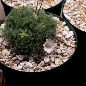 Monsonia peniculina