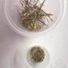 Monsonia peniculina seeds