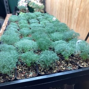 monsonia peniculina seedlings