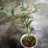 operculicarya hyphaenoides seedlings