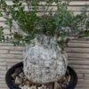 operculicarya pachypus plant