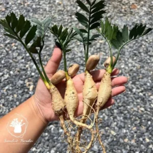 Encephalartos horridus seedlings