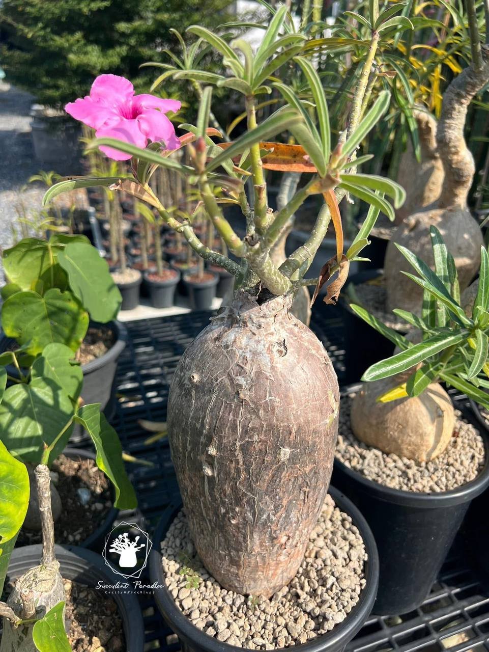 Adenium Swazicum - Image 3