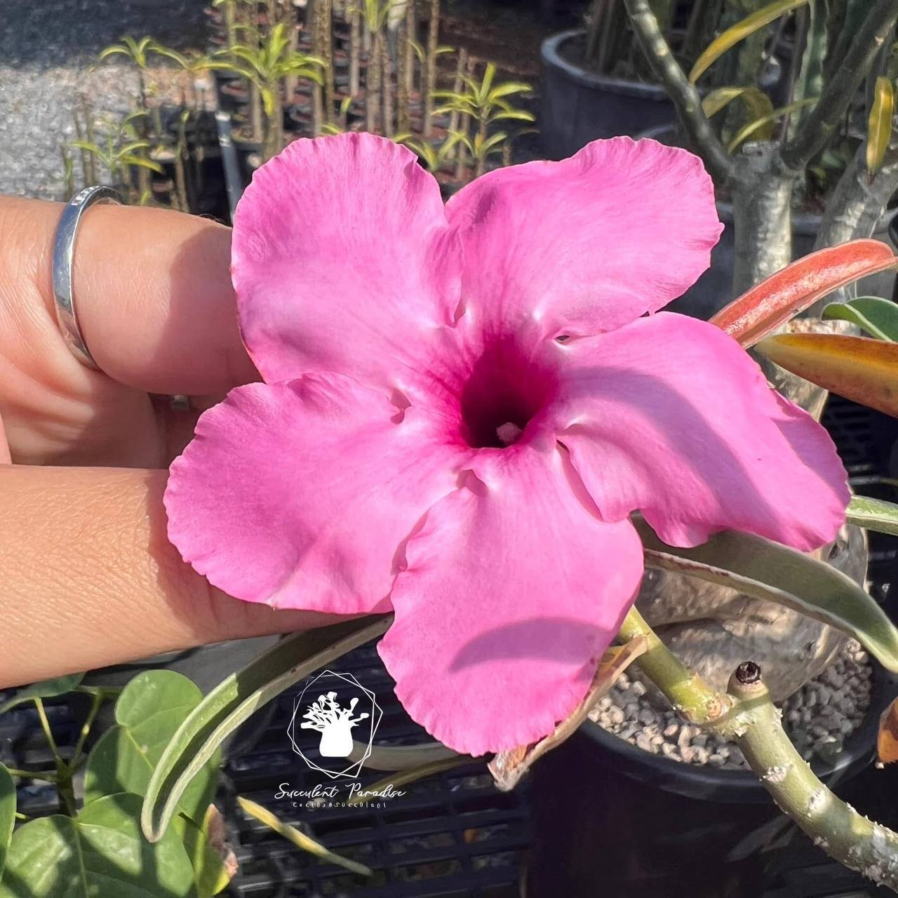 Adenium Swazicum - Image 2