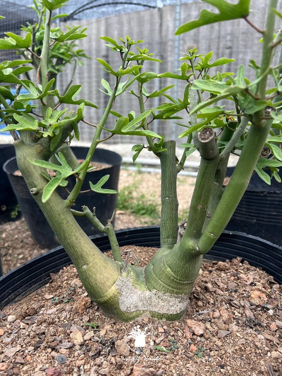 Adenia venenata - Image 3