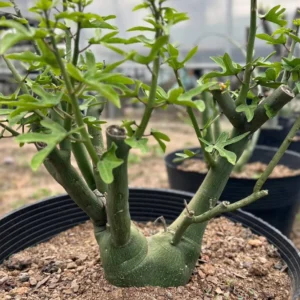 Adenia venenata