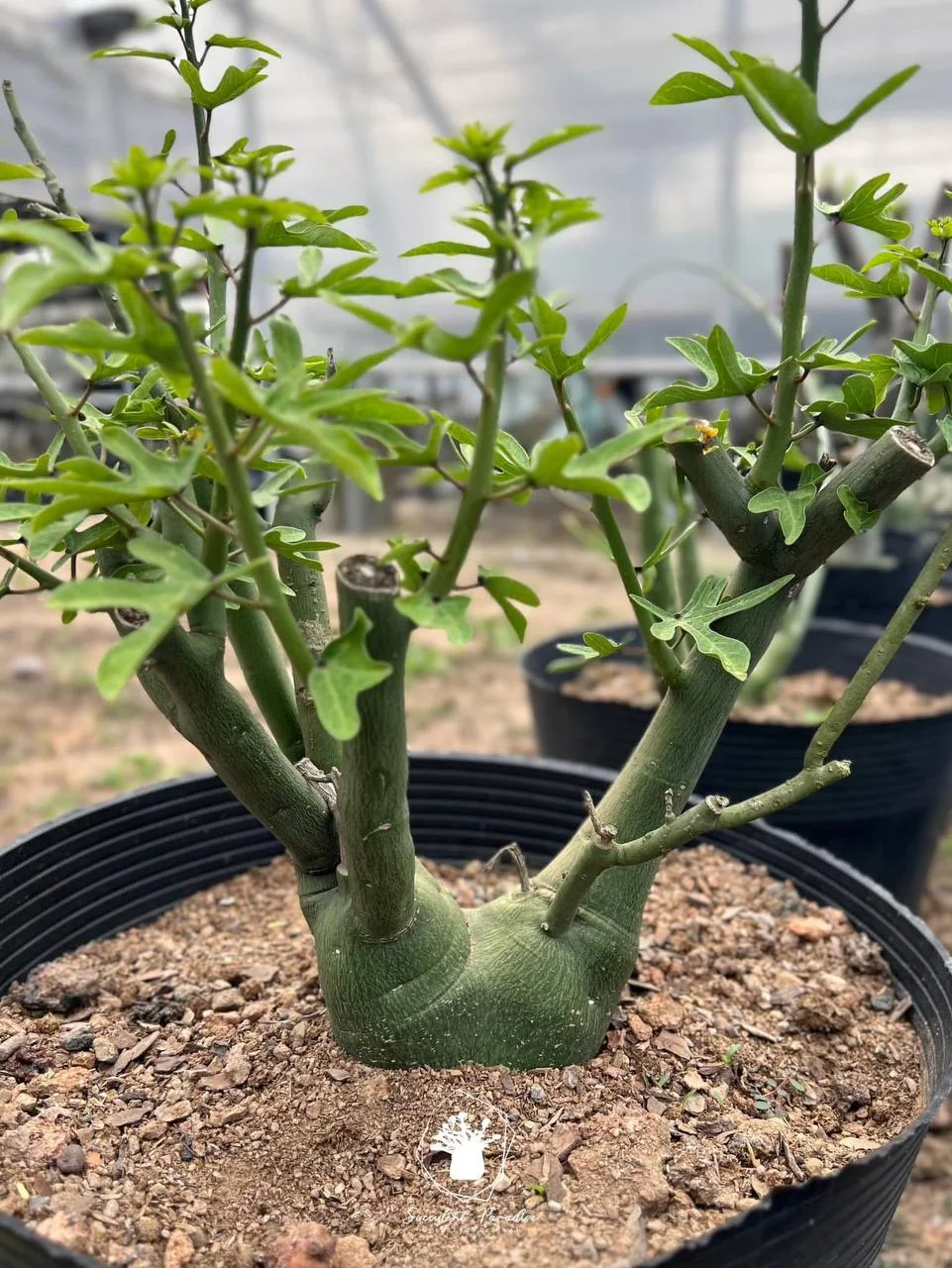 Adenia venenata