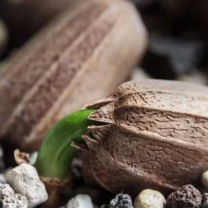 Encephalartos barteri Seeds