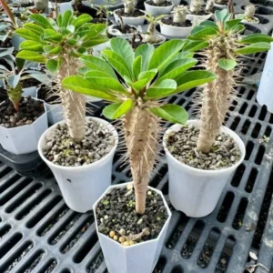 Euphorbia guillauminiana seedlings