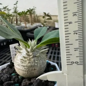 Pachypodium brevicaule seedlings