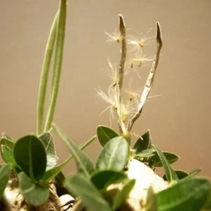 Pachypodium brevicaule seeds