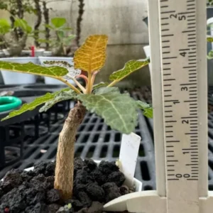 Boswellia nana seedlings