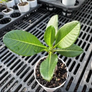 Pachypodium windsorii seedlings