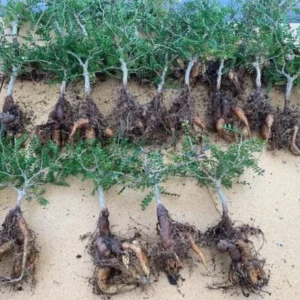 Operculicarya pachypus seedlings