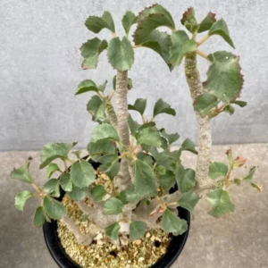 Dorstenia gypsophila