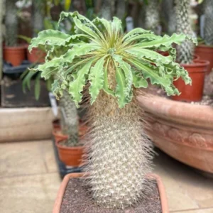 Pachypodium Namaquanum