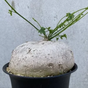 Ibervillea Sonorae