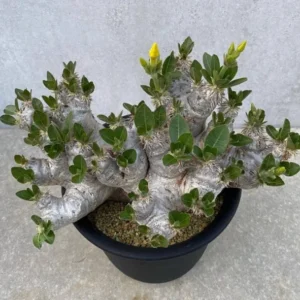 Pachypodium densiflorum