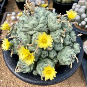 Ortegocactus macdougallii