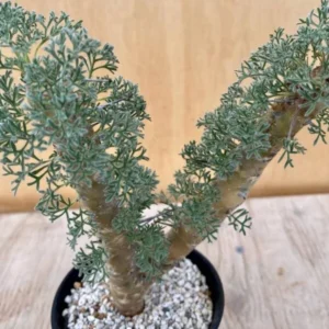sarcocaulon herrei
