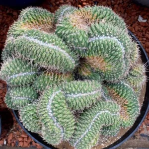 Mammillaria Spinosissima