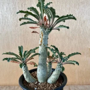 Dorstenia levrani