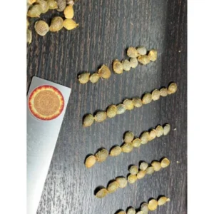 Adenia globosa seeds