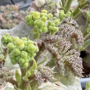 cyphostemma uter Var macropus seeds