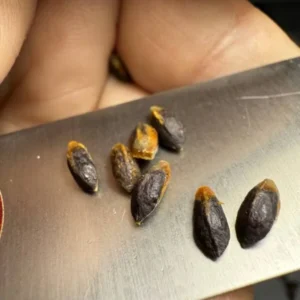Commiphora gileadensis seeds