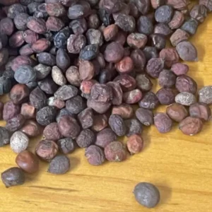 Operculicarya hyphaenoides seeds
