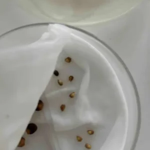 Commiphora  foliacea seeds