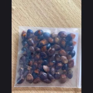 commiphora ertherina seeds
