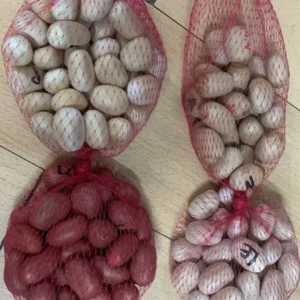 encephalartos horridus dwarf seeds