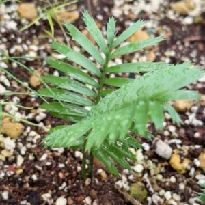 Encephalartos caffer seedlings
