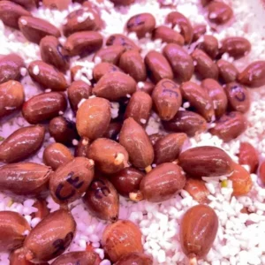 encephalartos cerinus seeds