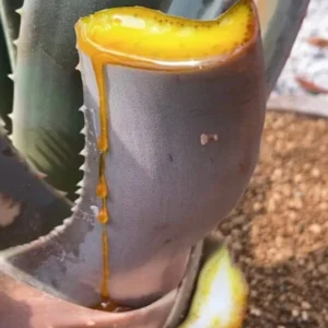 Aloe suzannae