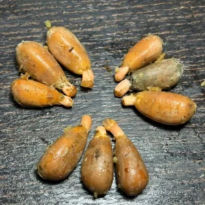 Zamia imperialis seeds