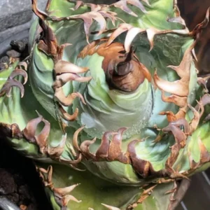 Agave Titanota care