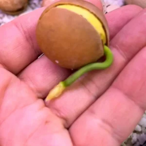 Cycas calcicola seeds