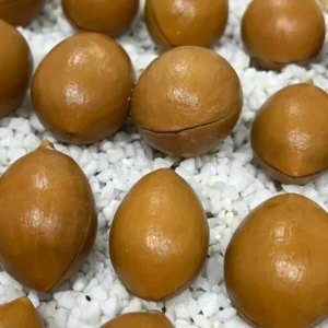 cycas cainsiana seeds