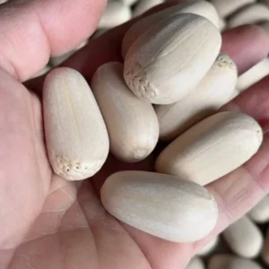 Encephalartos nubimontanus seeds
