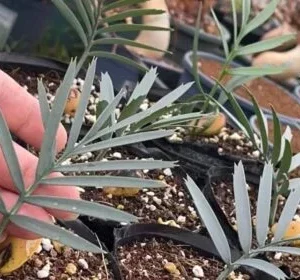 Encephalartos trispinosus seedlings