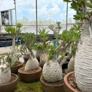 Pachypodium ambongense
